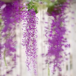 Backdrop & Wall Decals |   42″ Lavender Lilac Artificial Silk Hanging Wisteria Flower Garland Vines – Elaborated 5 Full Strands in 1 Bush Backdrop & Wall Decals Backdrop & Wall Decals