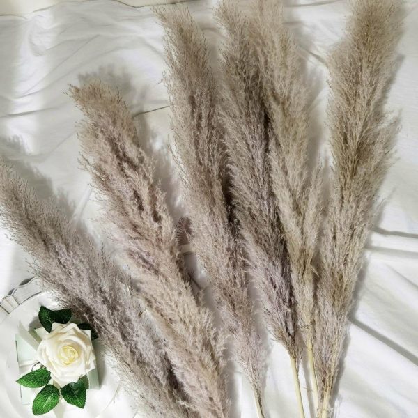 Plants & Pampas |   6 Stems 49″ Natural Tint Dried Natural Pampas Grass Plant Sprays Artificial Flowers & Greens Natural